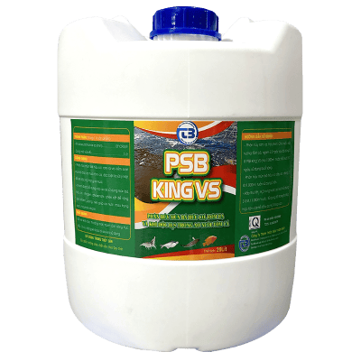 PSB KING VS